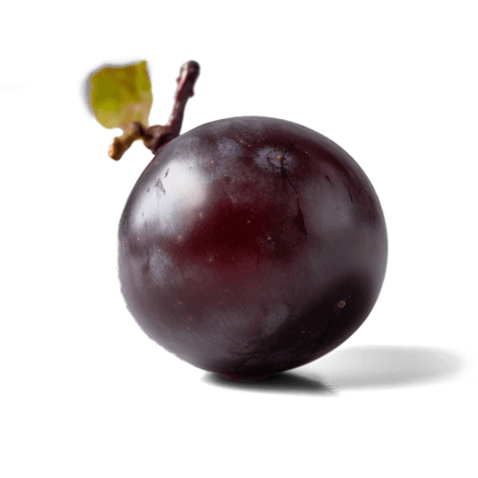 MUSCADINE GRAPE