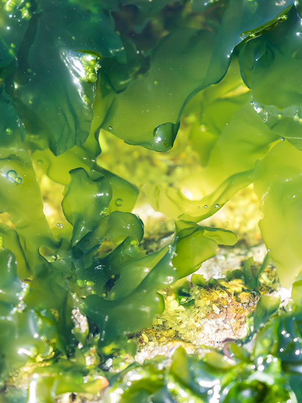 Marine Biopolymer
